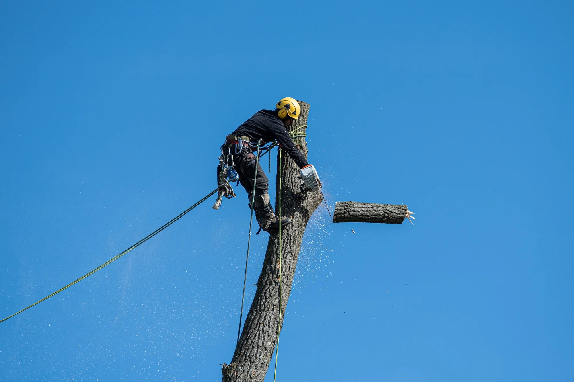 Topkapning i Korsør: klatrende arborist tager toppen ned i sektioner